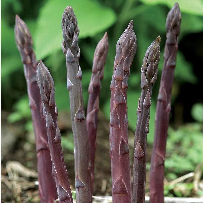5 Purple Passion Asparagus Bare Roots - Asparagus officinalis, Sweet & Tender - Image 2