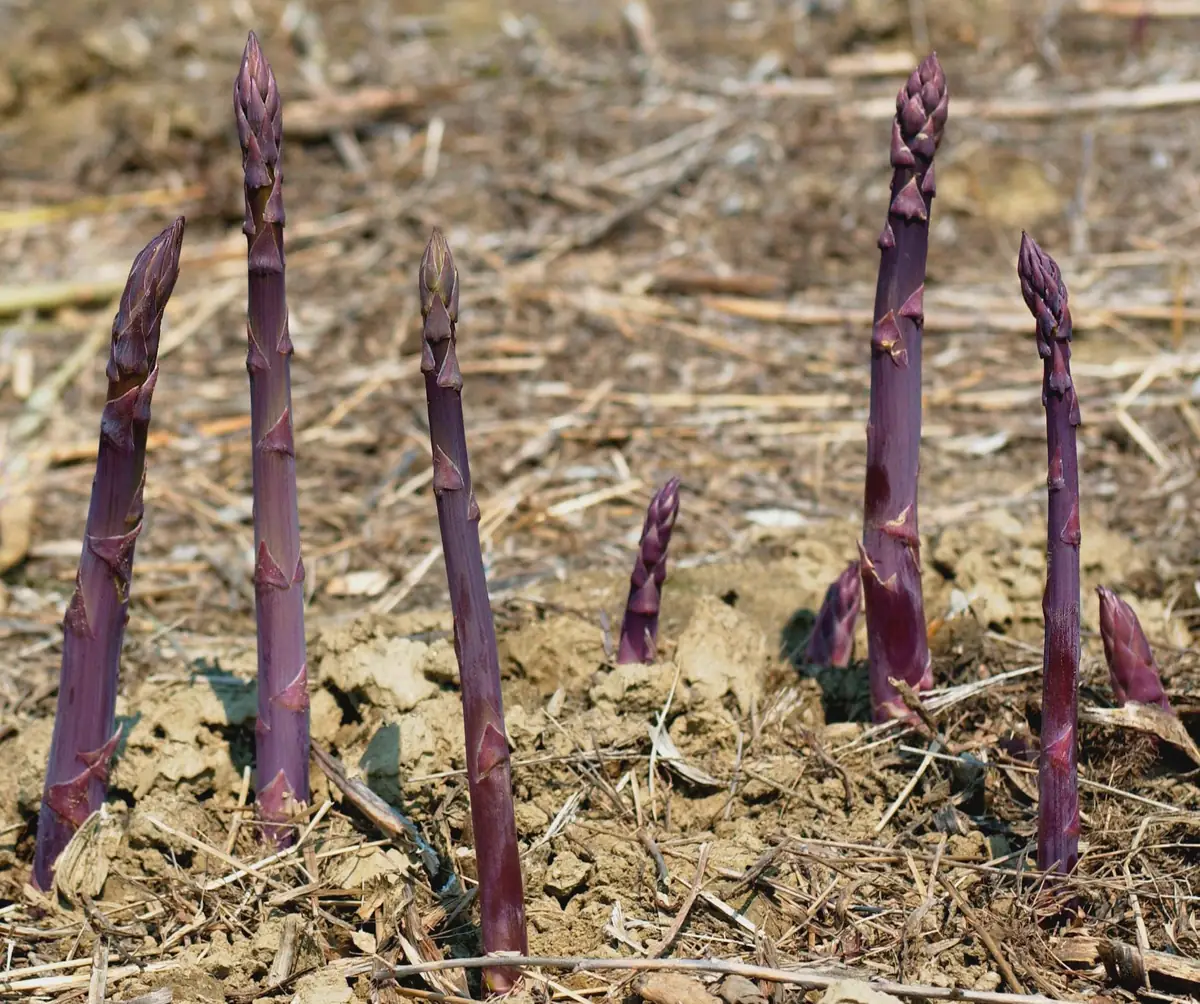 5 Purple Passion Asparagus Bare Roots - Asparagus officinalis, Sweet & Tender - Image 7