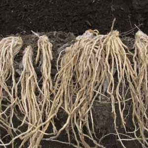 5 Purple Passion Asparagus Bare Roots - Asparagus officinalis, Sweet & Tender - Image 8