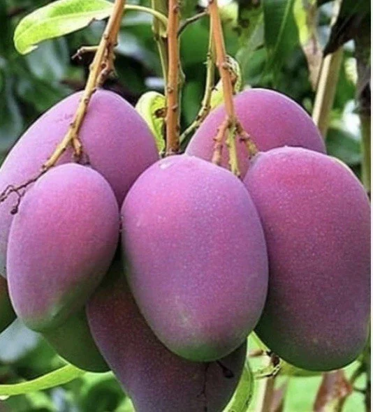 5 Purple Tommy Mango Scions for Grafting - Create Grafted Fruit Trees - Image 10