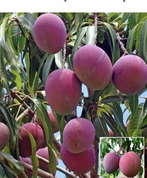 5 Purple Tommy Mango Scions for Grafting - Create Grafted Fruit Trees - Image 11
