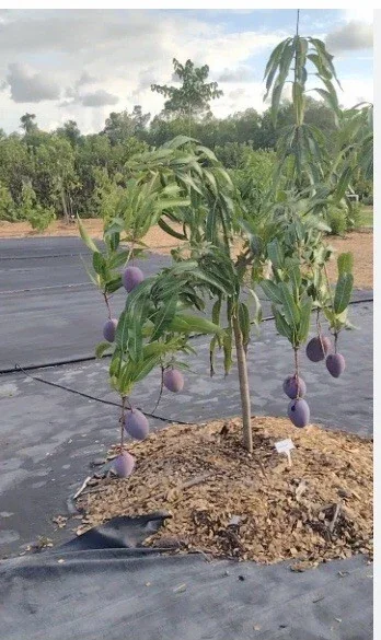 5 Purple Tommy Mango Scions for Grafting - Create Grafted Fruit Trees - Image 3
