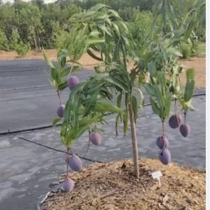5 Purple Tommy Mango Scions for Grafting - Create Grafted Fruit Trees - Image 5