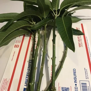 5 Purple Tommy Mango Scions for Grafting - Create Grafted Fruit Trees - Image 6