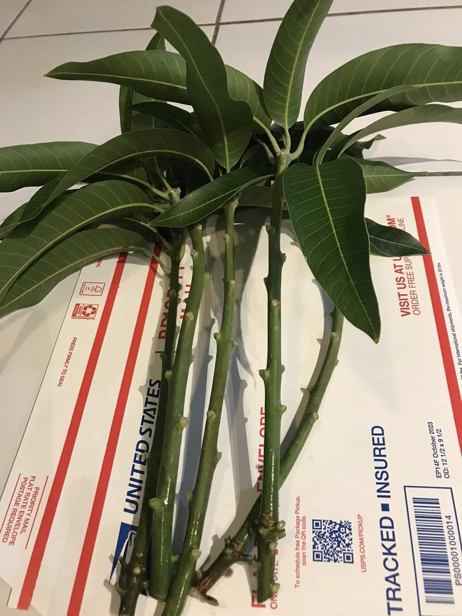 5 Purple Tommy Mango Scions for Grafting - Create Grafted Fruit Trees - Image 6