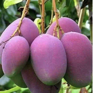 5 Purple Tommy Mango Scions for Grafting - Fruit Tree Cuttings - Image 10