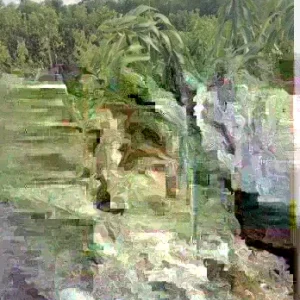 5 Purple Tommy Mango Scions for Grafting - Fruit Tree Cuttings - Image 3