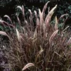5 Red Fountain Grass Bare Root Starter Plants - Pennisetum Rubrum Ornamental Grass - Image 1