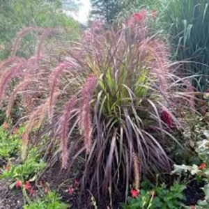 5 Red Fountain Grass Bare Root Starter Plants - Pennisetum Rubrum Ornamental Grass - Image 4