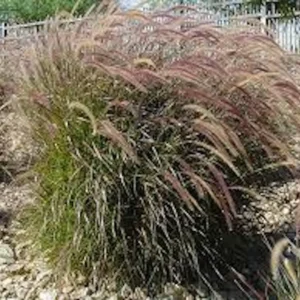 5 Red Fountain Grass Bare Root Starter Plants - Pennisetum Rubrum Ornamental Grass - Image 5