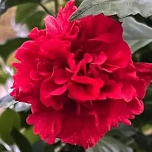5 Red Rose of Sharon Bareroot Plants - Hibiscus syriacus - Outdoor Shrub - Image 2