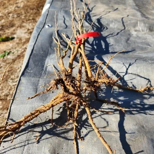 5 Red Rose of Sharon Bareroot Plants - Hibiscus syriacus - Outdoor Shrub - Image 1