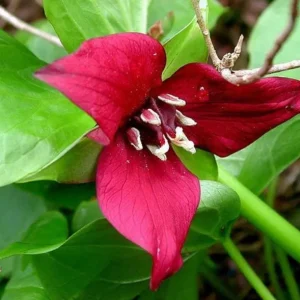 5 Red Trillium Flower Bulbs – Wood Lily Perennial – Shade Loving - Image 3