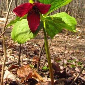 5 Red Trillium Flower Bulbs – Wood Lily Perennial – Shade Loving - Image 4