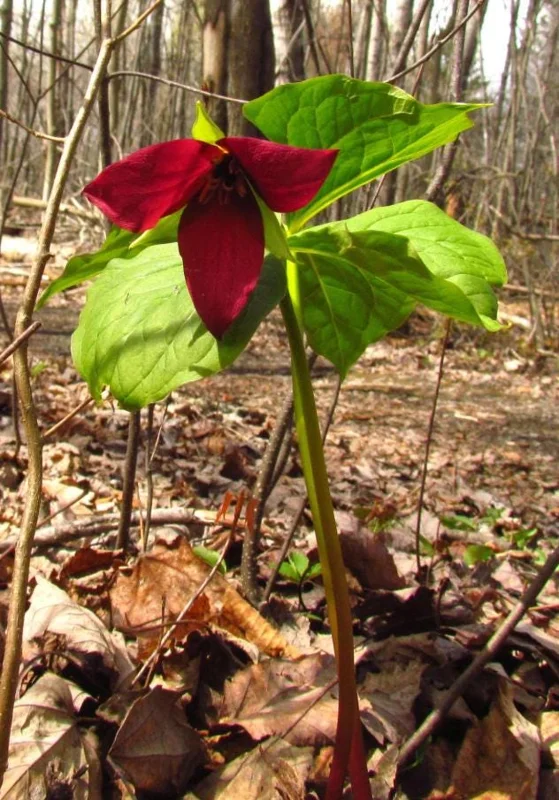 5 Red Trillium Flower Bulbs – Wood Lily Perennial – Shade Loving - Image 4