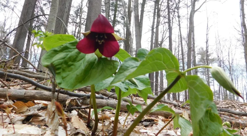 5 Red Trillium Flower Bulbs – Wood Lily Perennial – Shade Loving - Image 6