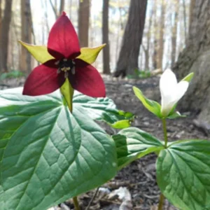 5 Red Trillium Flower Bulbs – Wood Lily Perennial – Shade Loving - Image 7