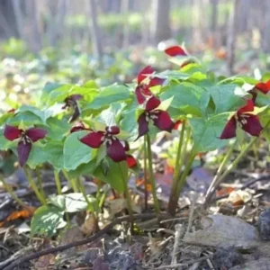 5 Red Trillium Flower Bulbs – Wood Lily Perennial – Shade Loving - Image 8