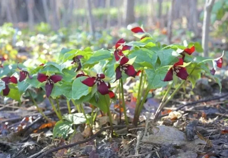 5 Red Trillium Flower Bulbs – Wood Lily Perennial – Shade Loving - Image 8