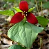5 Red Trillium Flower Bulbs – Wood Lily Perennial – Shade Loving - Image 1