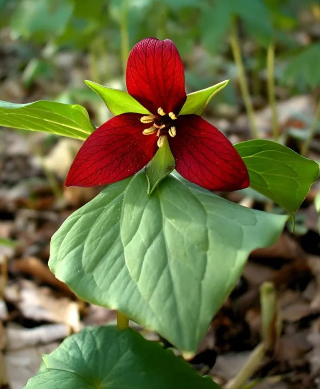 5 Red Trillium Flower Bulbs – Wood Lily Perennial – Shade Loving - Image 1