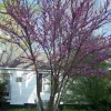 5 Redbud Trees (Cercis Canadensis) Bare Root Plant - 6-12" Tall - Image 1