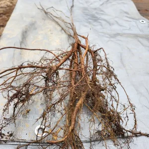 5 Redbud Trees (Cercis Canadensis) Bare Root Plant - 6-12