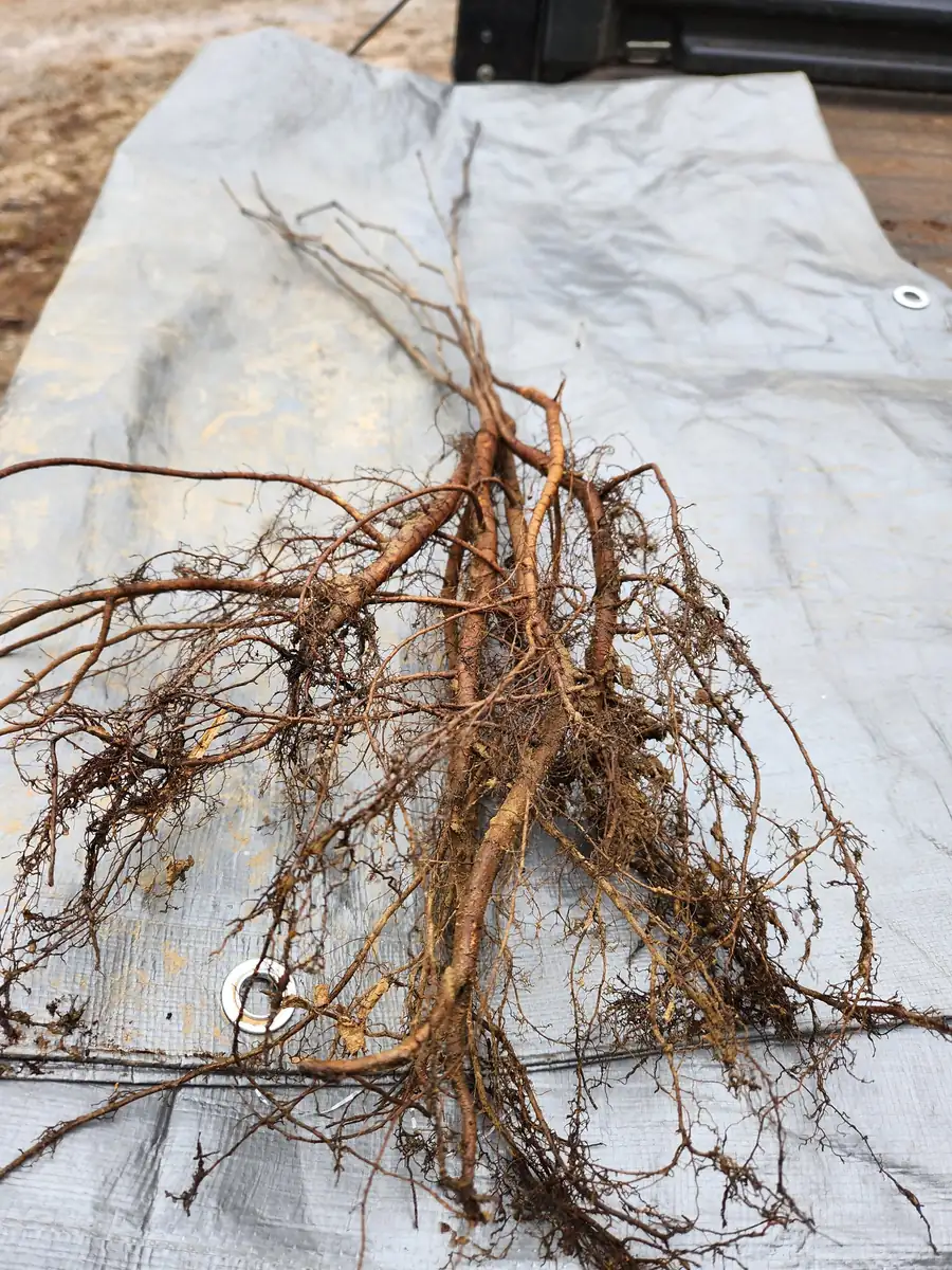 5 Redbud Trees (Cercis Canadensis) Bare Root Plant - 6-12" Tall - Image 3