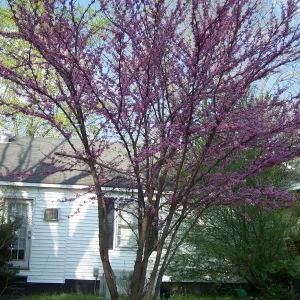 5 Redbud Trees (Cercis Canadensis) Bare Root Plant - 6-12