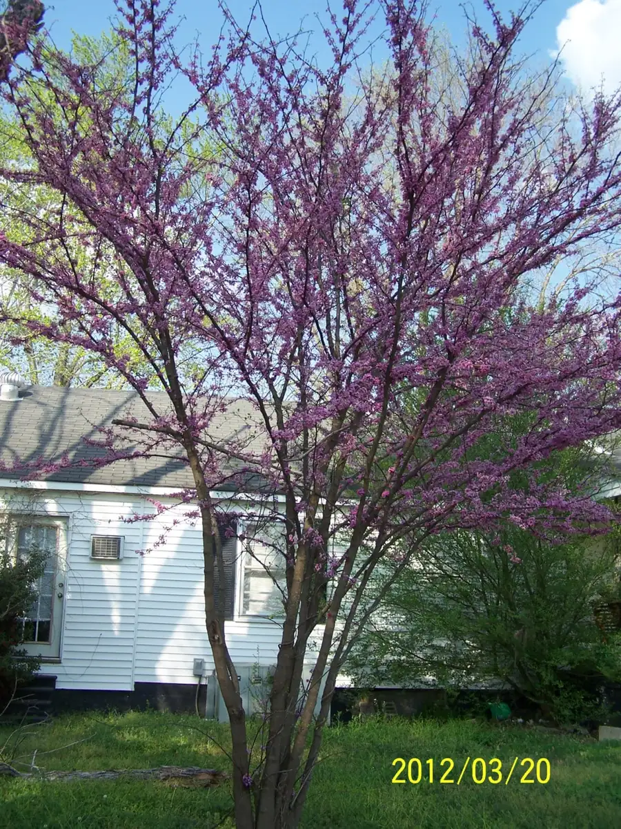 5 Redbud Trees (Cercis Canadensis) Bare Root Plant - 6-12" Tall - Image 1