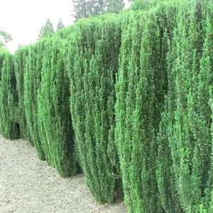 5 Sky Pencil Holly Live Plants - Ilex Crenata 'Sky Pencil' - 6" Tall, 3" Pot - Image 1