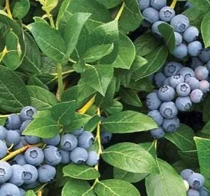 5 Snow Chaser Blueberry Starter Plug Plants - Vaccinium corymbosum - Low Chill - Image 7