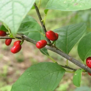 5 Spicebush Plants (Lindera Benzoin) Bareroot, 12