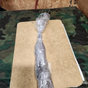 5 Spicebush Plants (Lindera Benzoin) Bareroot, 12