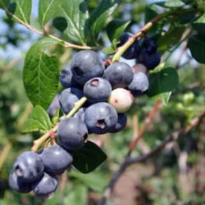 5 Springhigh Blueberry Starter Plugs - Vaccinium corymbosum - Live Plant - Image 5