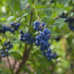 5 Springhigh Blueberry Starter Plugs - Vaccinium corymbosum - Live Plant - Image 6