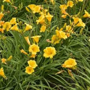 5 Stella De Oro Daylily Bare Root Plants - Golden Yellow Perennial, Cold Hardy - Image 2