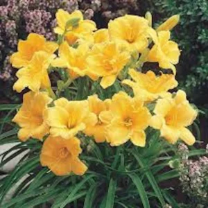 5 Stella De Oro Daylily Bare Root Plants - Golden Yellow Perennial, Cold Hardy - Image 3