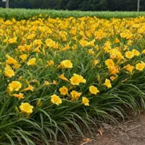 5 Stella De Oro Daylily Bare Root Plants - Golden Yellow Perennial, Cold Hardy - Image 1