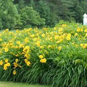 5 Stella De Oro Daylily Bare Root Plants - Golden Yellow Perennial, Cold Hardy - Image 4