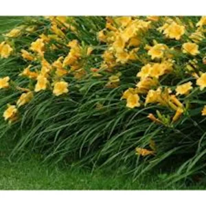 5 Stella De Oro Daylily Bare Root Plants - Golden Yellow Perennial, Cold Hardy - Image 5