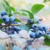 5 Sunshine Blue Blueberry Starter Plugs – Vaccinium corymbosum – Live Plants – Semi-Dwarf Shrub - Image 1