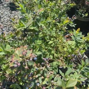 5 Sunshine Blue Blueberry Starter Plugs – Vaccinium corymbosum – Live Plants – Semi-Dwarf Shrub - Image 7