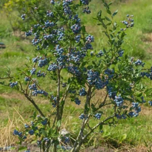 5 Sunshine Blue Blueberry Starter Plugs – Vaccinium corymbosum – Live Plants – Semi-Dwarf Shrub - Image 8