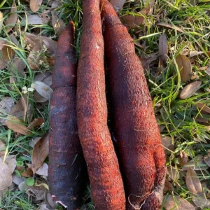 5 Sweet Red Cassava Cuttings - Organic Yuca Manioc Plant - Edible Tropical Root - Image 3