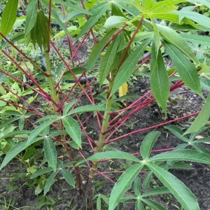 5 Sweet Red Cassava Cuttings - Organic Yuca Manioc Plant - Edible Tropical Root - Image 5