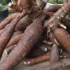 5 Sweet Red Cassava Cuttings - Organic Yuca Manioc Plant - Edible Tropical Root - Image 1