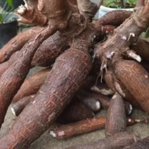 5 Sweet Red Cassava Cuttings - Organic Yuca Manioc Plant - Edible Tropical Root - Image 1