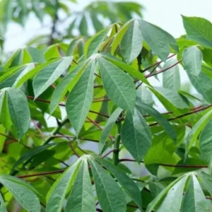 5 Sweet Red Cassava Cuttings - Organic Yuca Manioc Plant - Edible Tropical Root - Image 6