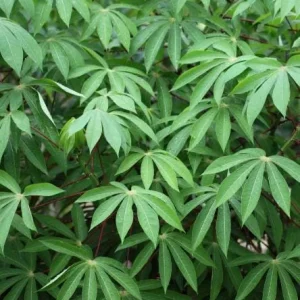 5 Sweet Red Cassava Cuttings - Organic Yuca Manioc Plant - Edible Tropical Root - Image 7